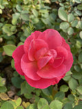 Jumbo Pint Cinnamon Hearts Rose (Rosa) Live Sizehrub, True Red Flowers